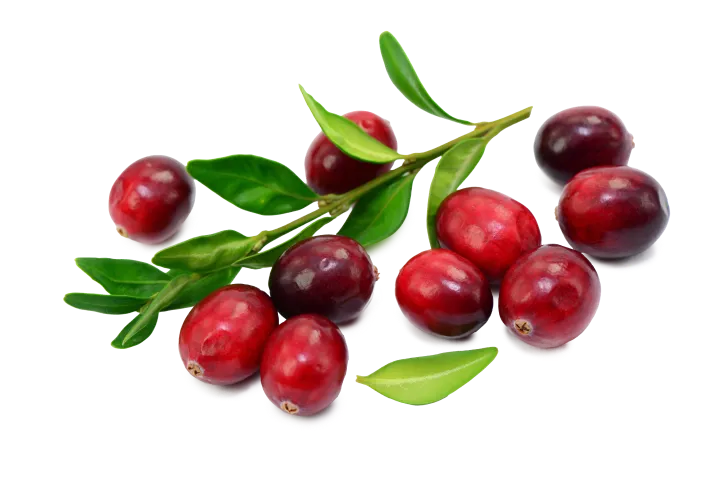 Kuopan tila puolukka